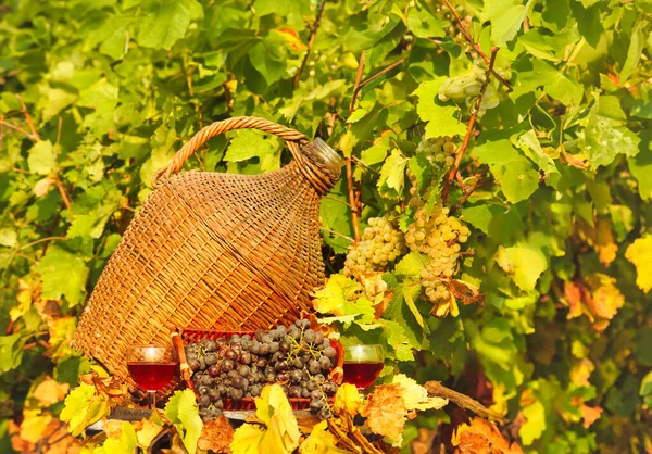 Red Wine Grapes Autumn Season — Stock Photo, Image