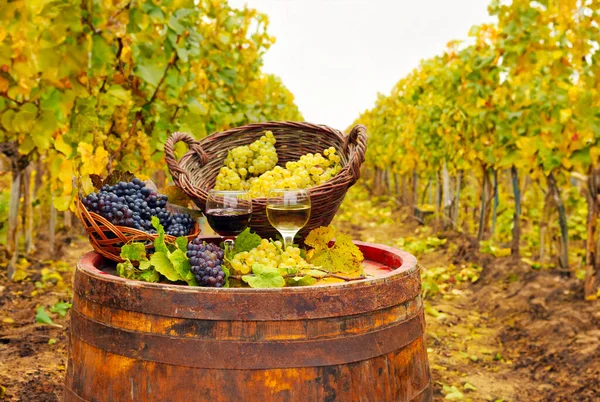 Wijngaard Met Rode Witte Wijn Herfst Seizoen Stockfoto