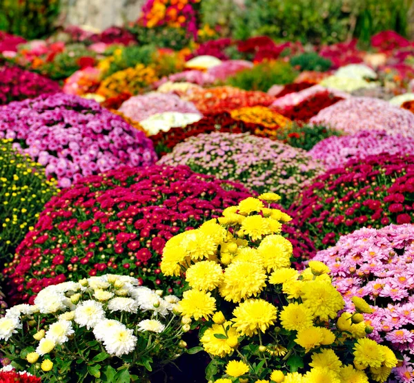 Garden Different Chrysanthemum Flower Autumn Season — Stock Photo, Image