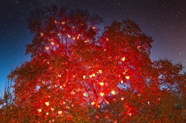 Viyana Avusturya 'da gece vakti kalp şeklindeki ışıklarla aydınlanan ağaç