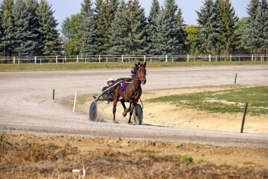 At koşucusu hipodrom üzerinde hareket halinde.
