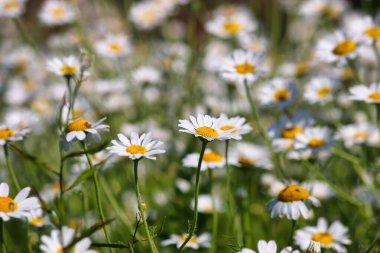 Beyaz papatya çiçekleri mevsimlik çimenlik arka planda