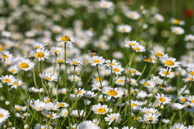 Beyaz papatya çiçekleri çimenlik arka planda