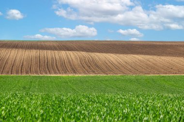 İlkbaharda tarım alanında yeşil buğday ve sürülmüş tarım arazisi