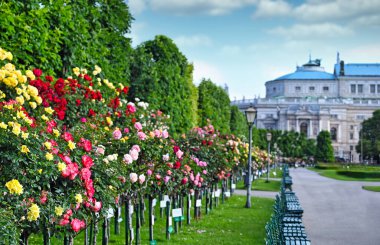 Viyana 'da gül bahçeli bir Volksgarten.