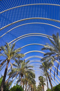 Valencia, İspanya 'da palmiye ağaçları olan Umbracle bahçesi
