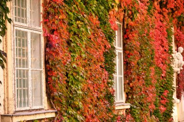 Old house covered with colorful creeper leafs,autumn season,Vienna, Austria clipart