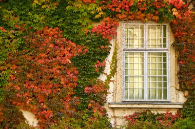 The wall of an old house covered with colorful creeper leafs,autumn season clipart