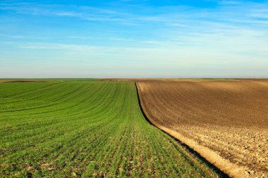Genç yeşil buğday ve sürülmüş tarla manzarası, sonbahar mevsimi