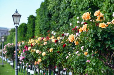 Viyana Avusturya 'da baharda Volksgarten gül bahçesi