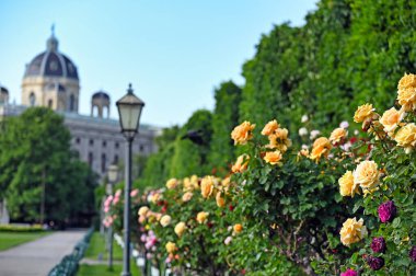 Viyana baharı Volksgarten gül bahçesi