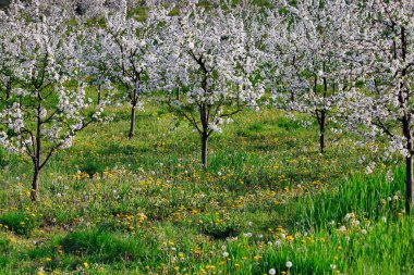 Bahar tarımında çiçek açan kiraz ağaçları bahçesi