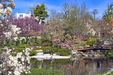 Magnolia flower tree and haron bird in Setagaya Park Vienna  clipart