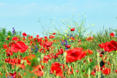 Beautiful meadow with wild flowers and red poppies spring season clipart