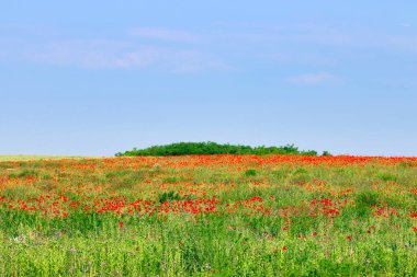 Gelincikler çayırlarda çiçek açar İlkbahar zamanı