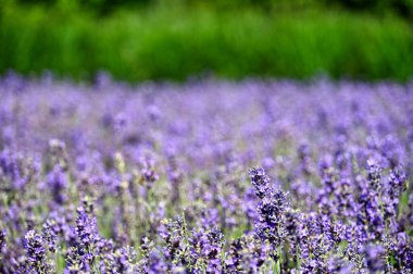 Mor lavanta çiçekleri İlkbahar Çayırı doğa arka planı