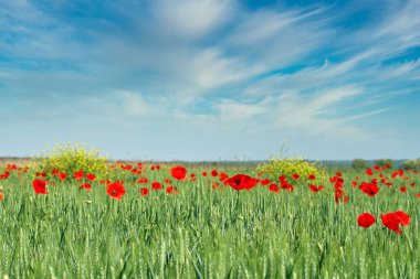 Green wheat and red poppies meadow landscape springtime clipart