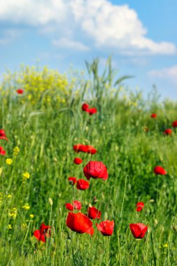 Poppies flower meadow and blue sky with clouds countryside spring season clipart