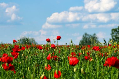 Poppies flower meadow and blue sky with clouds countryside landscape clipart