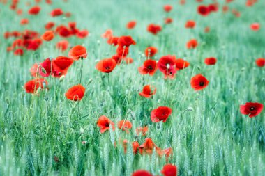 Gelincikler çiçek tarlası baharda doğa arka planı