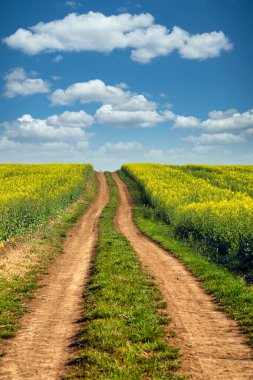 Petrol tohumu tarlasında toprak yol ilkbahar manzarası