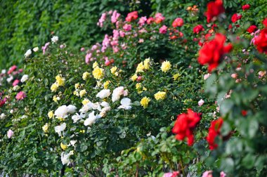Volksgarten Viyana bahar mevsiminde gül bahçesi