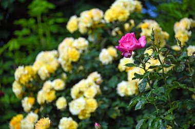 Volksgarten Viyana 'da, bahar mevsiminde arka planda sarı güllü pembe gül.