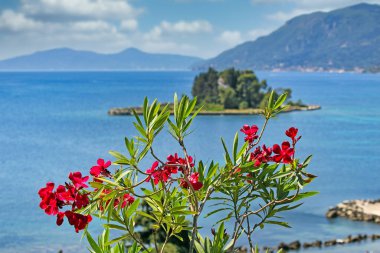 Çiçekler ve mavimsi Fare Adası, Korfu Yunanistan