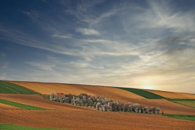 Pürüzlü ve yeşil buğday tarlaları günbatımı manzarası, tarım
