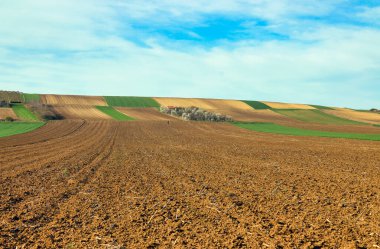Topraklanmış ve yeşil buğday tarlaları manzara, tarım, Voyvodina, Sırbistan