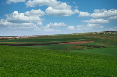 Pürüzlü ve yeşil buğday tarlaları, Moravya manzarası, Çeçen Cumhuriyeti