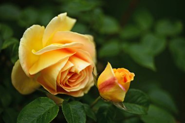 Sarı güller yakında, Viyana 'da Volksgarten, bahar zamanı