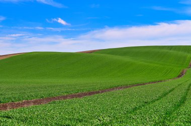 Genç yeşil buğday tepeleri manzarası, tarım arazisi, Moravya, Çeçen Cumhuriyeti