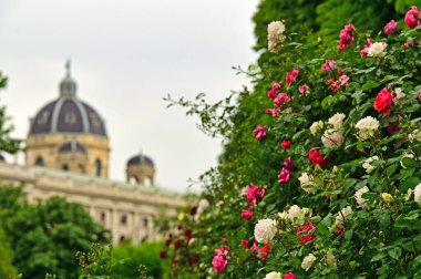 Volksgarten, Viyana 'daki gül bahçesi, bahar mevsimi.