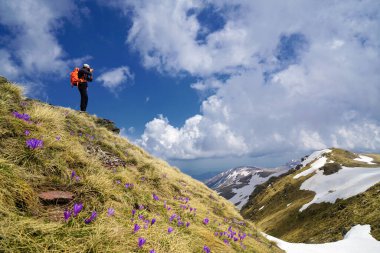 Man hiking along grassy mountain slope with blooming purple flowers
