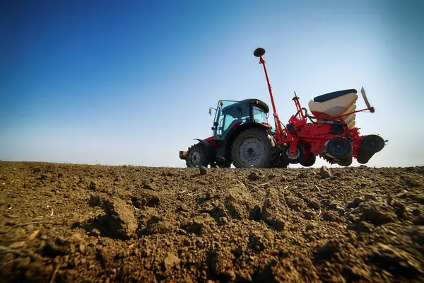 Şeker pancarının üstünde kırmızı büyük hasat makinesi