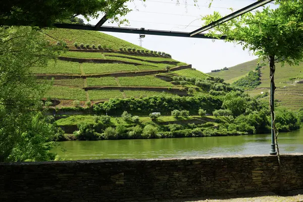 Güneşli bir günde teraslı Douro üzüm bağlarının manzarası, Douro, üzüm bağları, Portekiz, Teraslar, Yaz