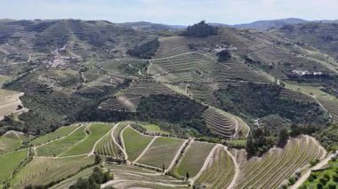 Güneşli bir günde teraslı Douro üzüm bağları, Douro, Vineyards, Portekiz