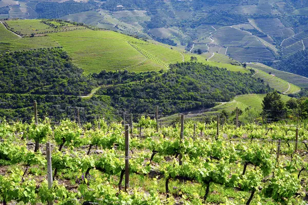 Güneşli bir günde teraslı Douro üzüm bağlarının manzarası, Douro, üzüm bağları, Portekiz, Teraslar, Yaz