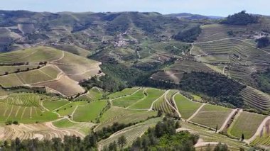 Güneşli bir günde teraslı Douro üzüm bağları, Douro, Vineyards, Portekiz