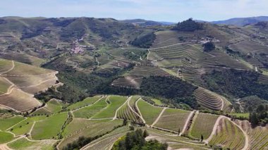 Güneşli bir günde teraslı Douro üzüm bağları, Douro, Vineyards, Portekiz