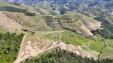 Güneşli bir günde teraslı Douro üzüm bağları, Douro, Vineyards, Portekiz