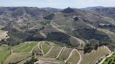 Güneşli bir günde teraslı Douro üzüm bağları, Douro, Vineyards, Portekiz