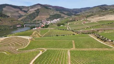 Güneşli bir günde teraslı Douro üzüm bağları, Douro, Vineyards, Portekiz