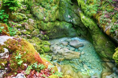 Ormandaki kayaları çevreleyen nehrin güzel manzarası