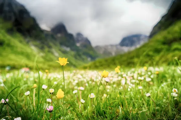 Dağların etrafındaki çayırlarda büyüyen beyaz ve sarı çiçekler.