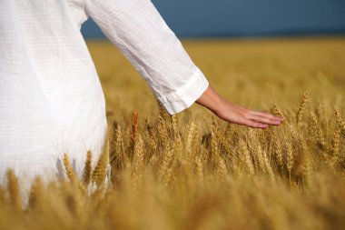 Altın buğday tarlasında beyaz elbiseli güzel bir kadın hasada hayran..