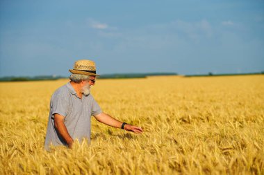 Şapkalı yaşlı adam altın buğday tarlasında yürüyor.