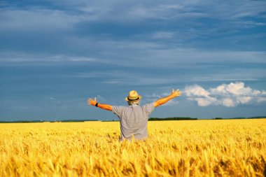 Altın buğday tarlasında dikilen adam kollarını havaya kaldırıyor.