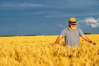 Hasır şapkalı yaşlı adam altın buğday tarlasının ortasında duruyor.